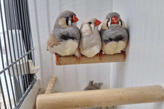 te koop pastel zebravinken mannen