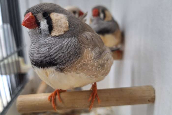 te koop pastel zebravinken mannen