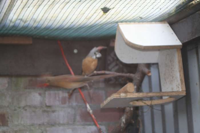 vermiljoen kardinaal pop