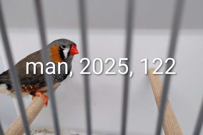 3 mannen grijs split zwartwang.