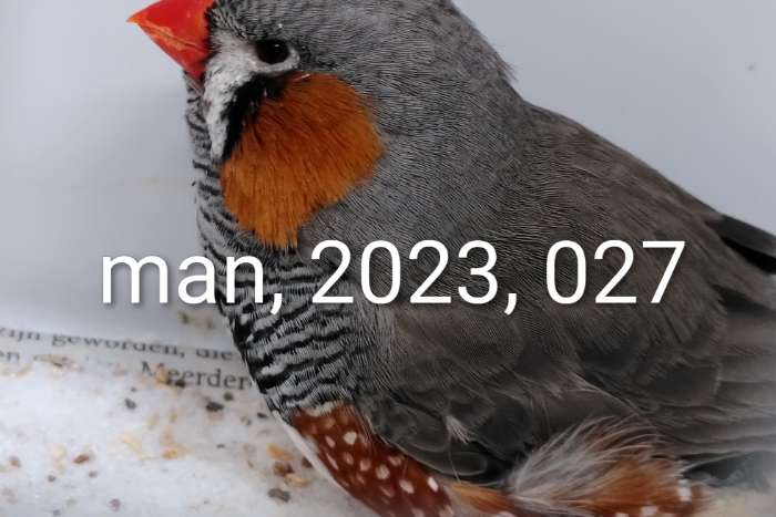 3 mannen grijs split zwartwang.