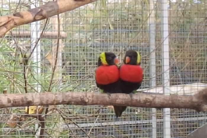 1.0 trichoglossus forsteni forsteni