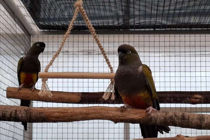 patagonische rotsparkiet