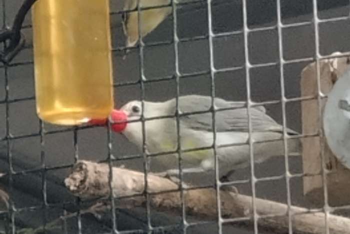 senegal brilvogels ruilen