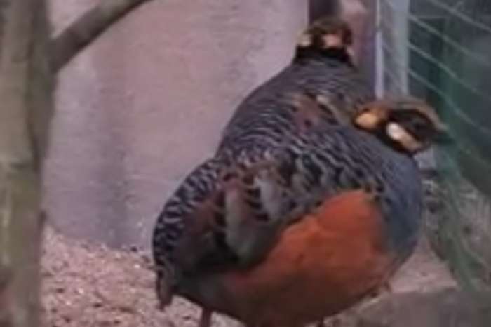 arborophila javanica