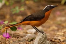 koppel schubkaplawaaimakers