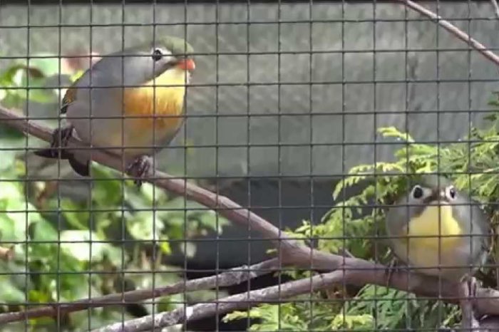 te koop: 1-1 japanse nachtegalen