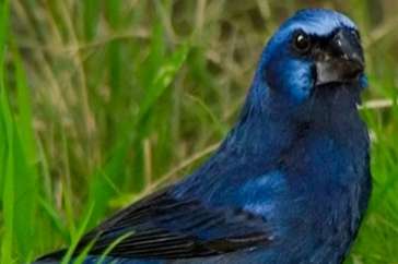 braziliaanse bisschop