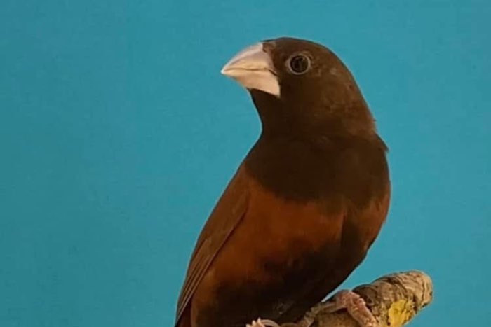 losse mannen lonchura brunneiceps bruinkopnonnen