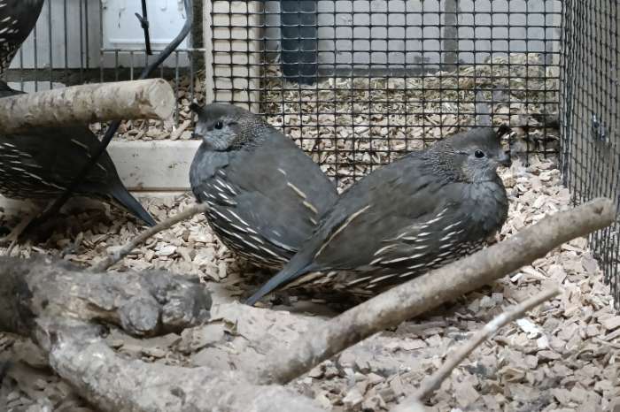 californische kuifkwartel