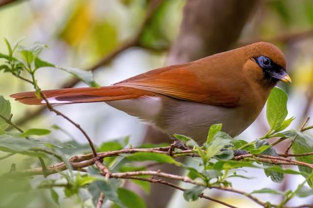 kastanjevleugellijstergaai
