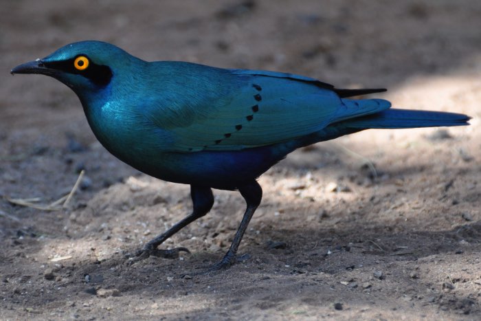diverse spreeuwen - different starlings