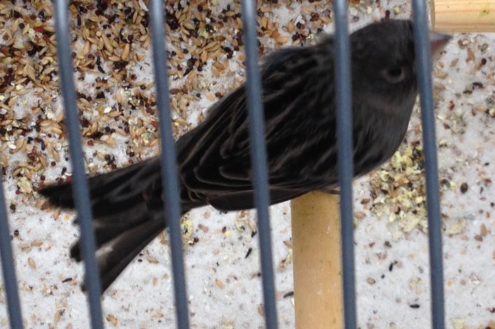 koppels zwart kobalt dominant wit en zwart dom . wit