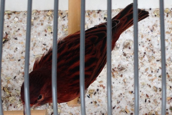 koppels zwart kobalt rood en zwart rood