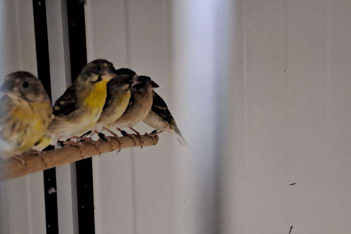 citroenborst edelzangers