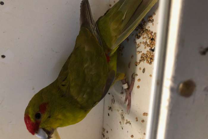 2x kakariki poppen groen wildkleur en groen cinnamon