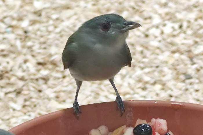 white-crowned manakin