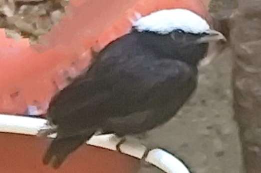 white-crowned manakin
