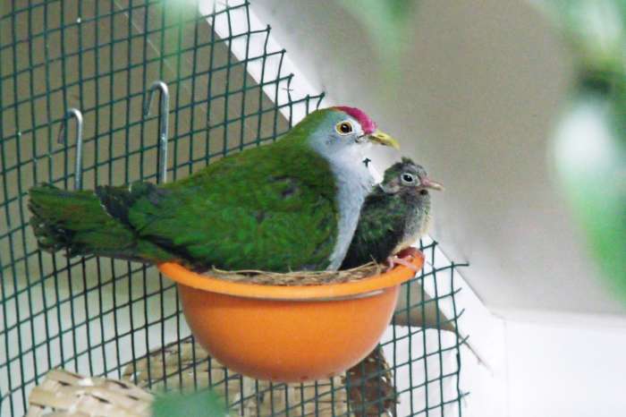 ptilinopus pulchellus