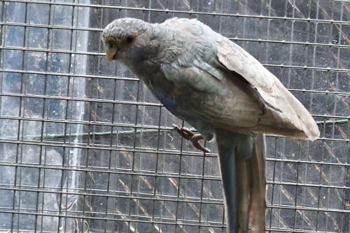 rosella parkieten man