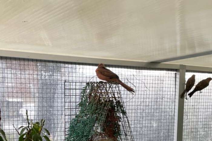 koppel rode kardinalen