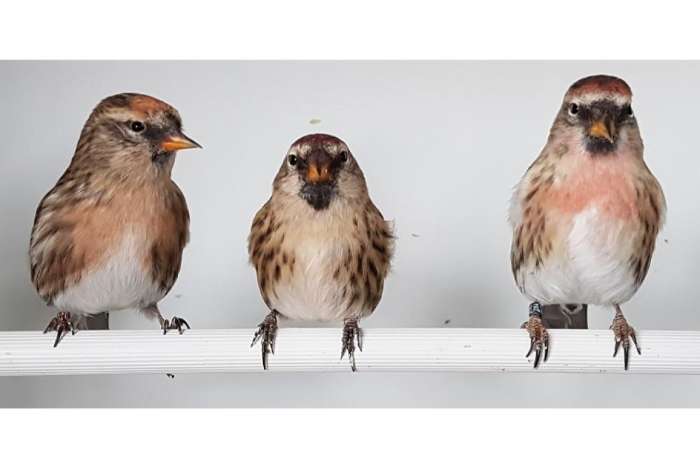 noorse barmsijzen man