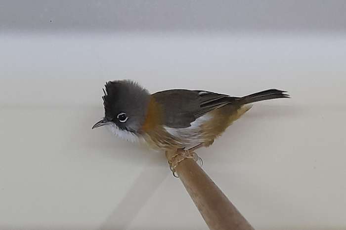 yuhina flavicollis 1-0