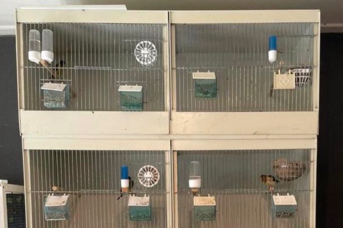 gezocht pascal hemel kooien