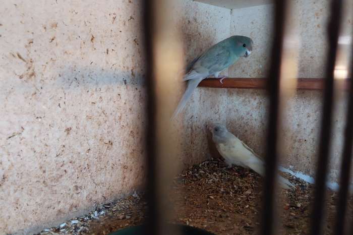 jonge koppels kakariki