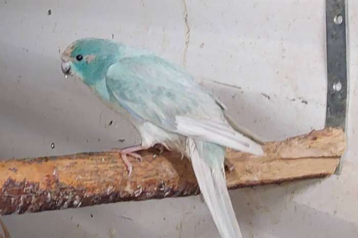 jonge koppels kakariki