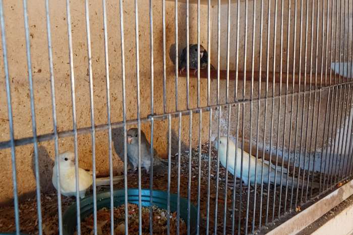 jonge koppels kakariki