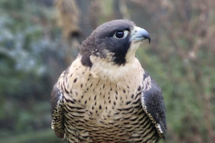 slechtvalk kweeknr bec 4122