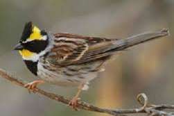 1.2 königsmeise , 3.0 gelbkehlammer .0.3 prärieammer