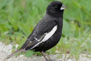 1.2 königsmeise , 3.0 gelbkehlammer .0.3 prärieammer