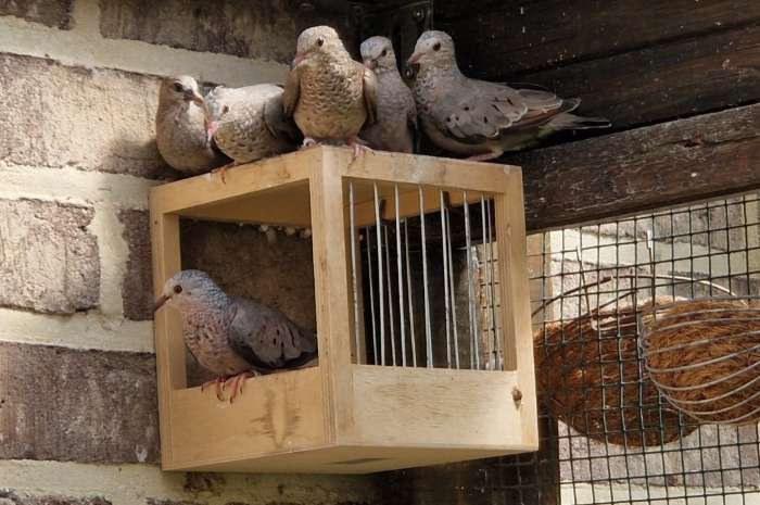 musduifjes (columbina passerina)