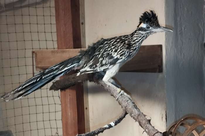 gefragt/suche 0,1 roadrunner geococcyx