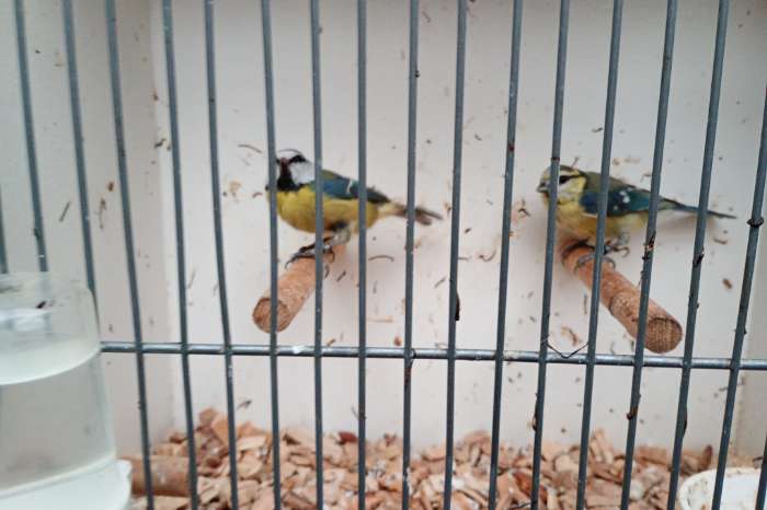 pimpelmezen kweek 2025