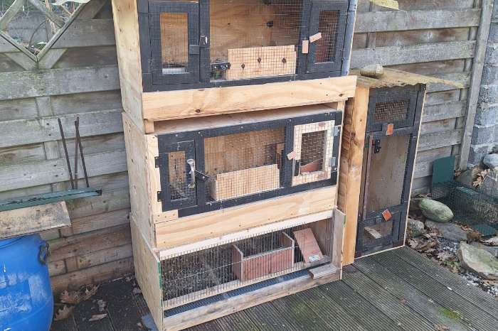 kweekbakken kwartels