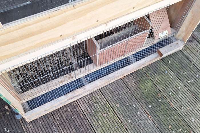 kweekbakken kwartels