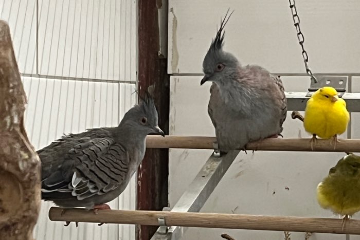 2-2 australische kuifduif met dna