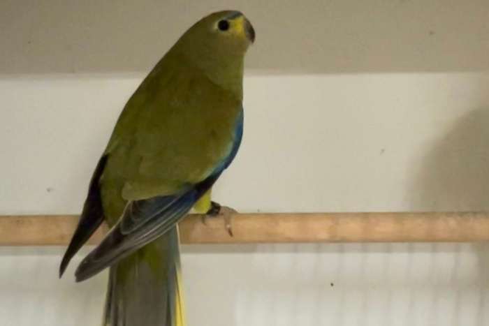 elegantparkieten, bourkes, splendid (donkergr.groen) turquoisine