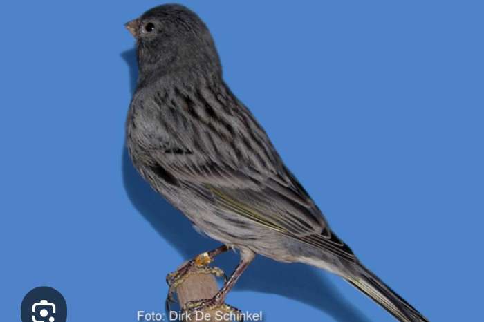 gezocht , topaas , zwart wit (blauw) en nog veel meer