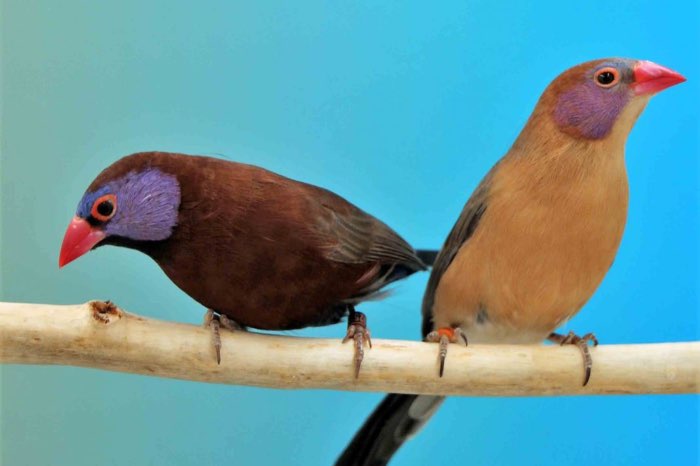 gezocht granaatastrildes koppels