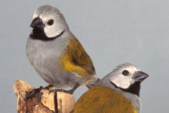 gezocht afrikaanse prachtvinken african waxbills