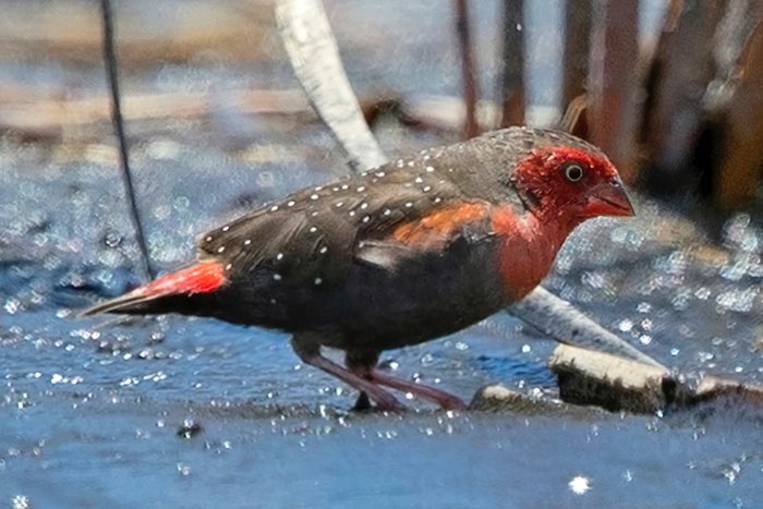 gezocht afrikaanse prachtvinken african waxbills