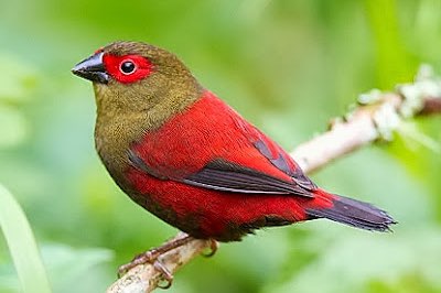 gezocht afrikaanse prachtvinken african waxbills
