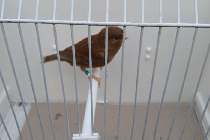 bruin split pastel mannen in dom. wit sch