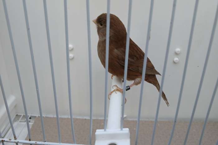 bruin split pastel mannen in dom. wit sch