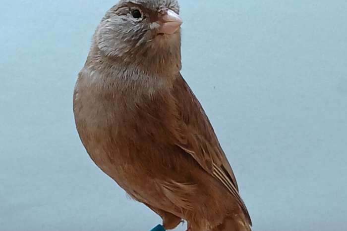 bruin split pastel mannen in dom. wit sch