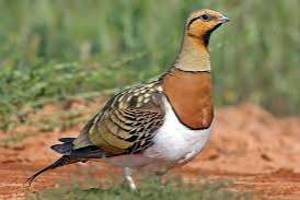 haan witbuikzandhoender gezocht